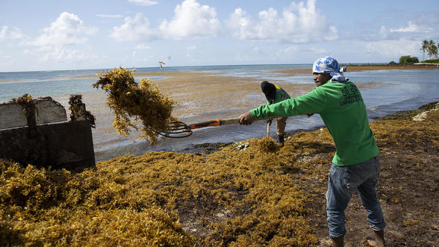 Sargassum phenomenon affects tourists arriving in Punta Cana in the Dominican Republic - 02 Jun 2022 