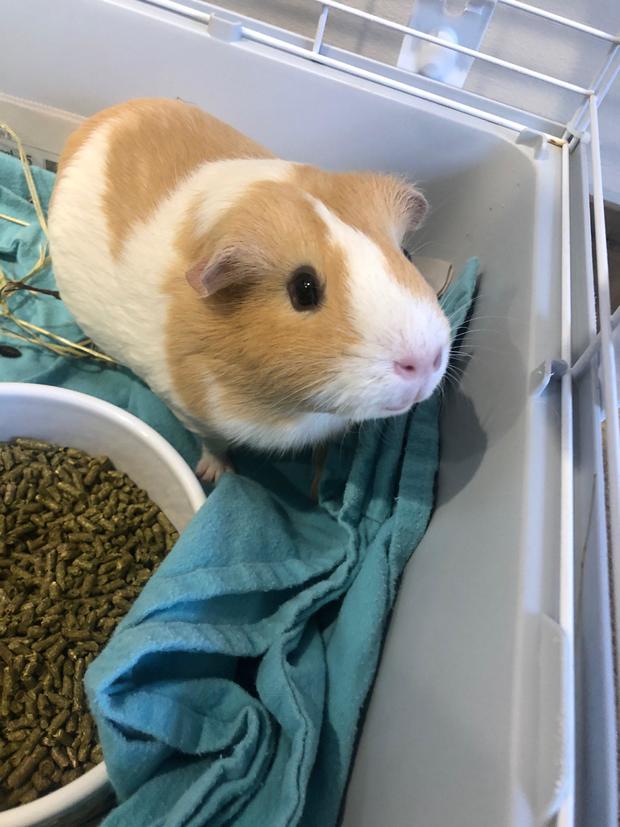 Boston City Council seems to be at banning guinea pig gross sales in pet retailers