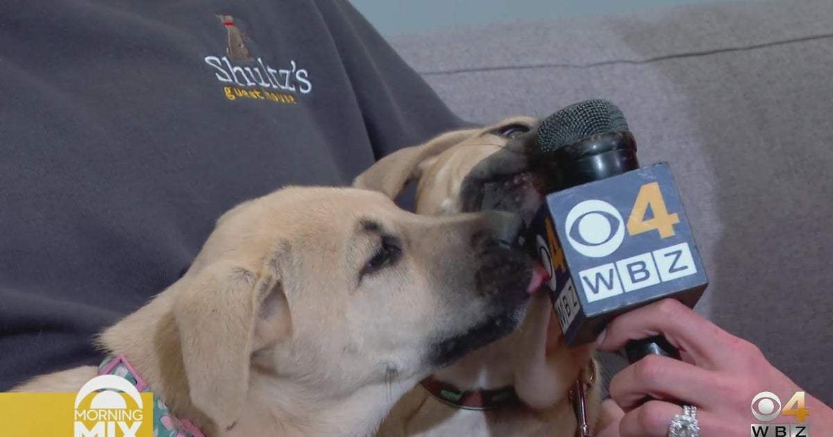 National Puppy Day: Shultz's Guest House in Dedham visits WBZ-TV - CBS