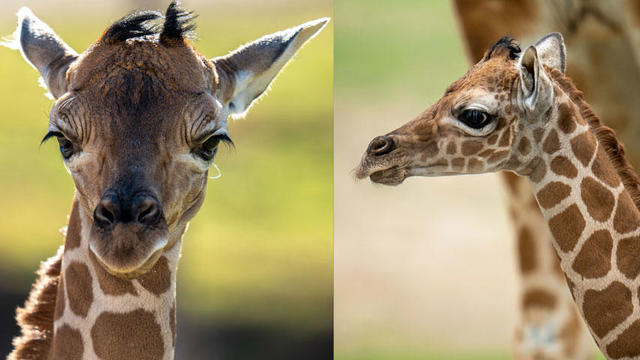 fossil-rim-giraffe-calfs.jpg 