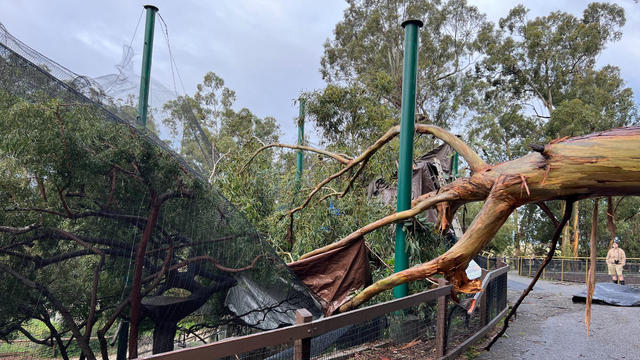 Fallen tree at Oakland Zoo 