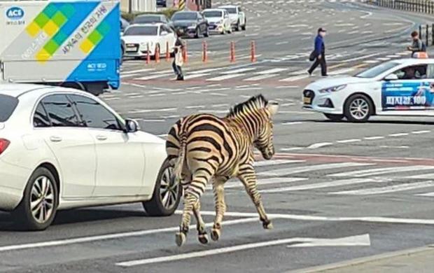zebra-south-korea.jpg 