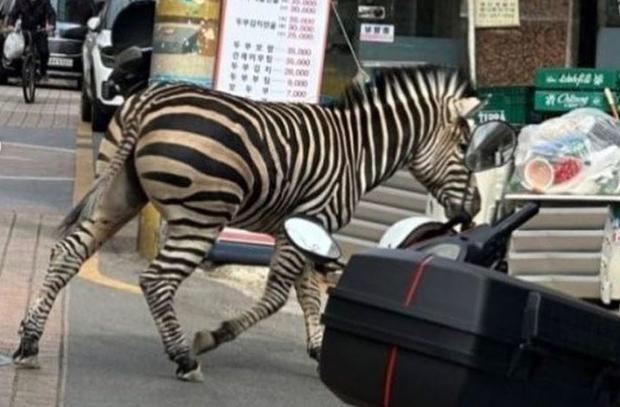 zebra-seoul.jpg 