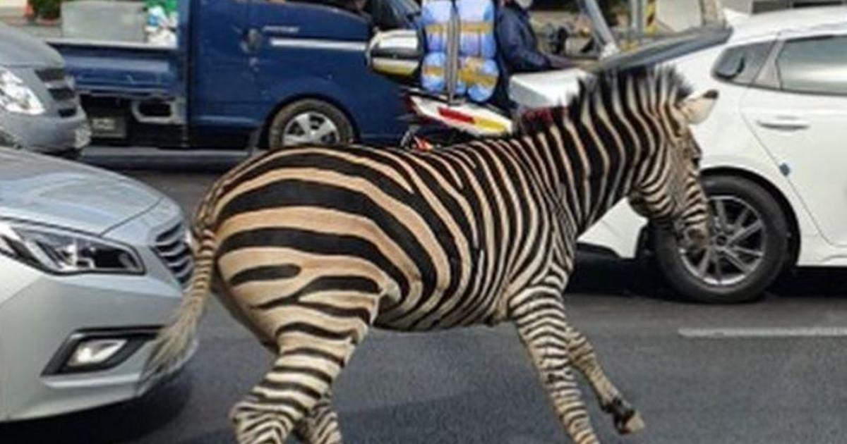 Zebra ucieka z zoo w Seulu w Korei Południowej i spędza godziny biegając po zatłoczonych ulicach miasta.