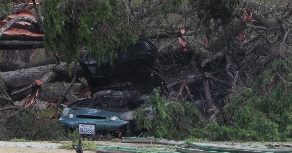 Raw video: Scene of fallen tree on vehicle belonging to SFPD sergeant ...