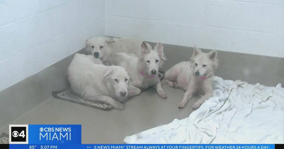 Man arrested with domestic violence, leaves 60 big puppies in need of rescuing