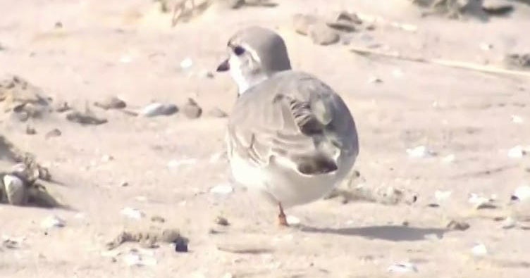 Groups to clean up Montrose Beach before the plover returns