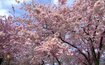 Extended Nature Video: Cherry blossoms in Washington, D.C. 