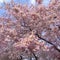 Nature: Cherry blossoms in Washington, D.C.
