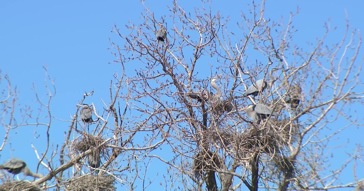 WATCH Herons return to northeast Minneapolis rookery CBS Minnesota