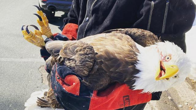 chaska-pd-eagle-rescue-002.jpg 