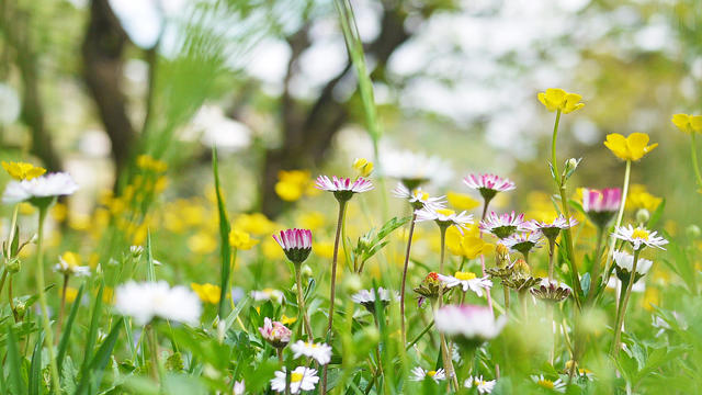 Spring flowers in meadow, daisies and buttercups 