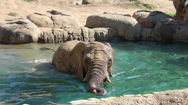 oakland-zoo-elephant.jpg 