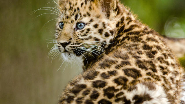 Amur Leopard Cub 
