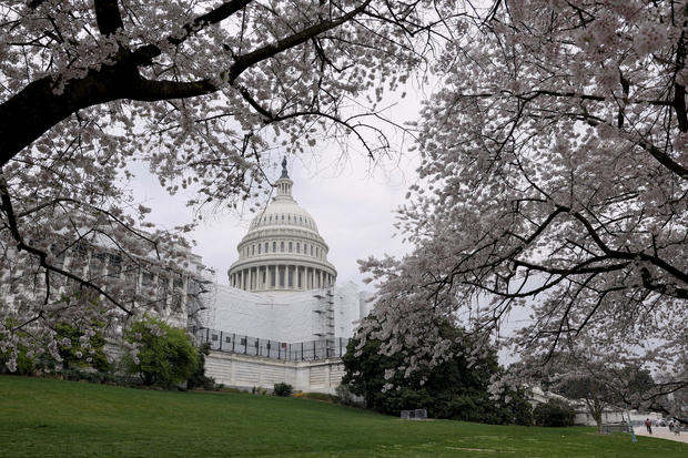 Cherry blossoms bloom on the grounds of the U.S. Capitol on March 27, 2023, in Washington, D.C.  