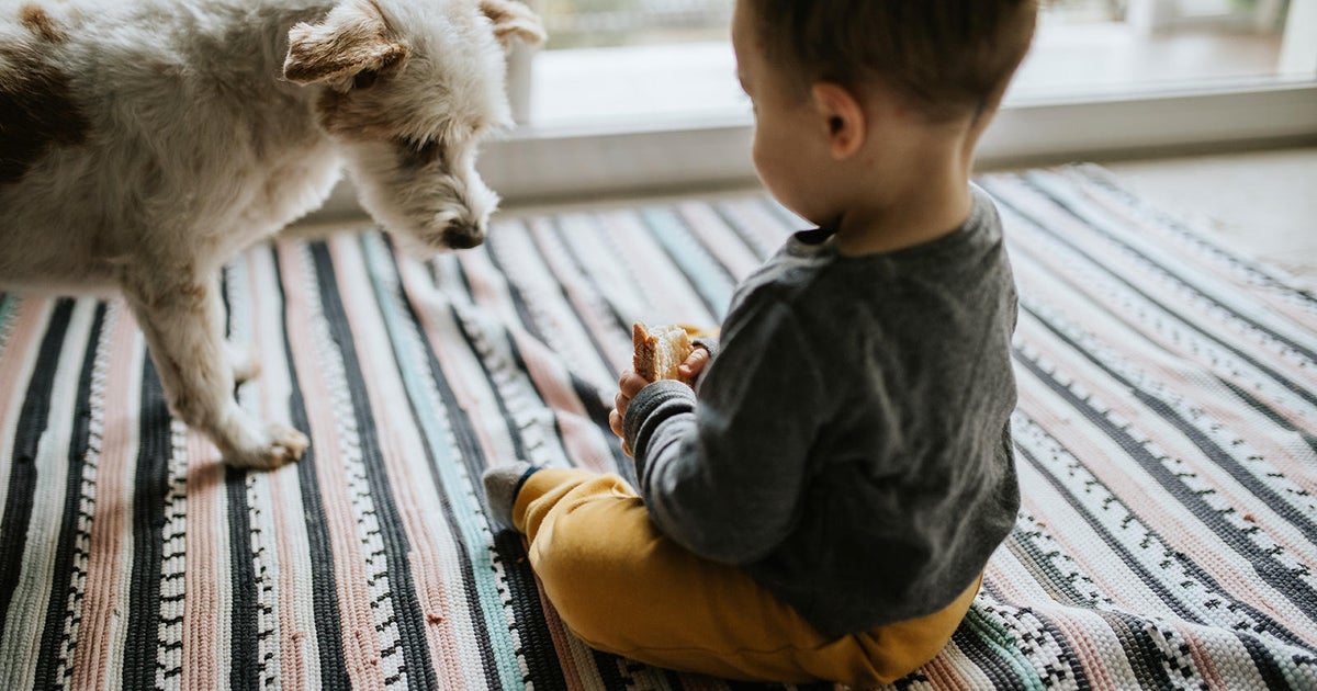 Pet cats and dogs may help protect infants from food allergies, study suggests - Vimarsana News