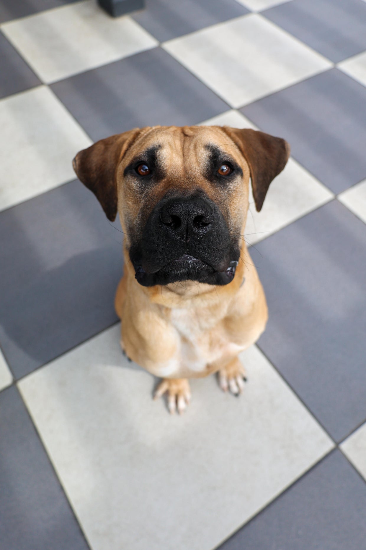 PAWS Pet of the Week: Dennis - CBS Chicago
