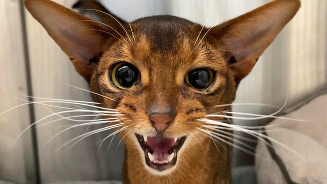 abyssinian-cat.jpg 