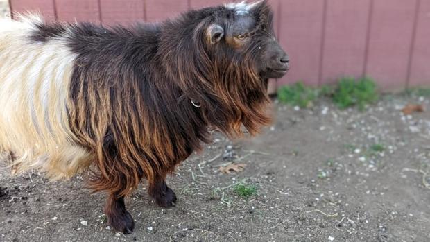 thumbnail-meet-cowabunga-one-of-the-goats-available-for-adoption-with-no-fee-on-a.jpg 