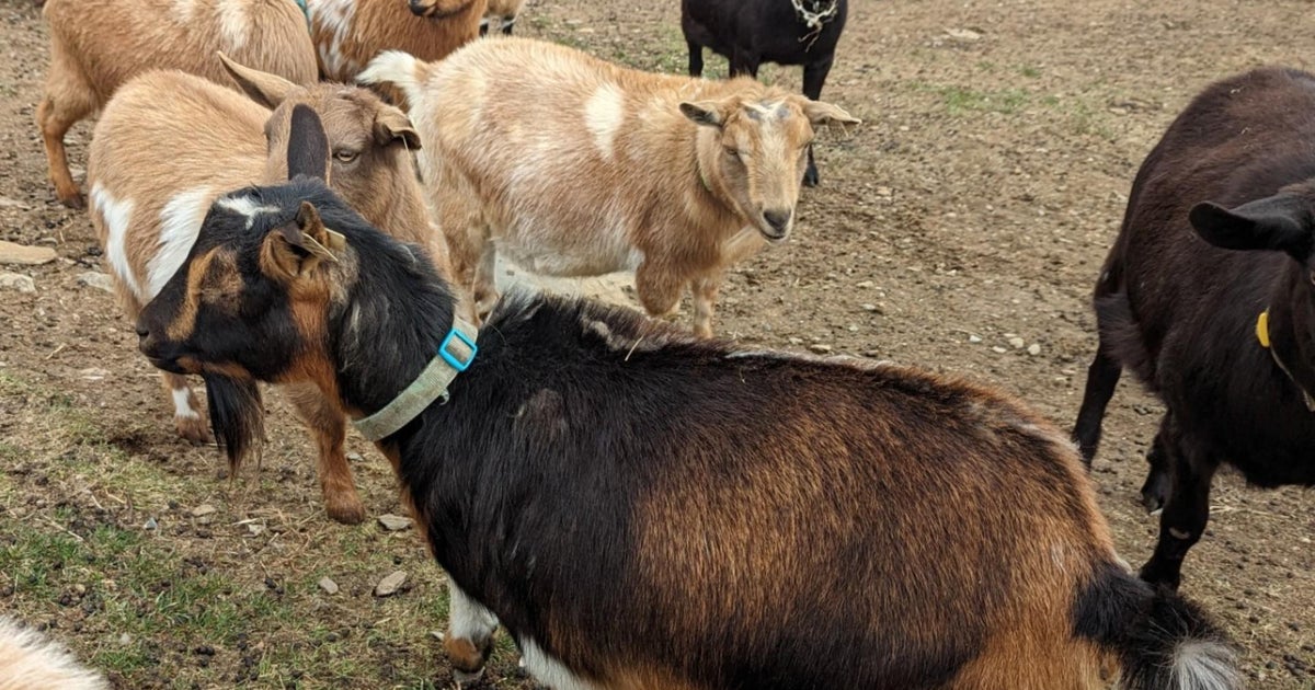 MSPCA waiving fees for goat "adoptathon" this weekend CBS Boston