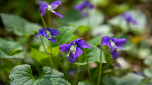 violets.jpg 