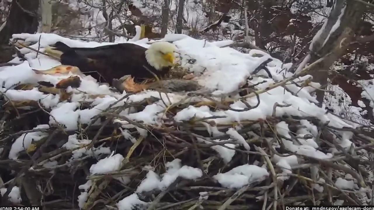 Eaglet dies after DNRs EagleCam nest falls out of tree