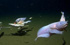 snailfish-card.jpg 