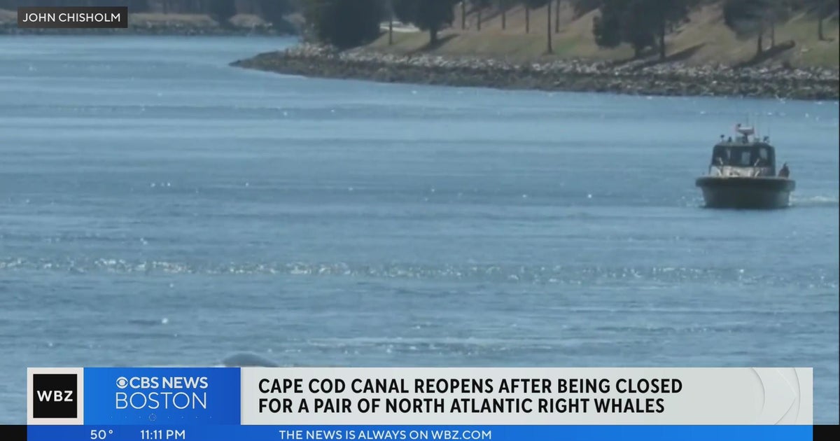 Mother and calf Right Whale shut Cape Cod Canal on Sunday CBS Boston