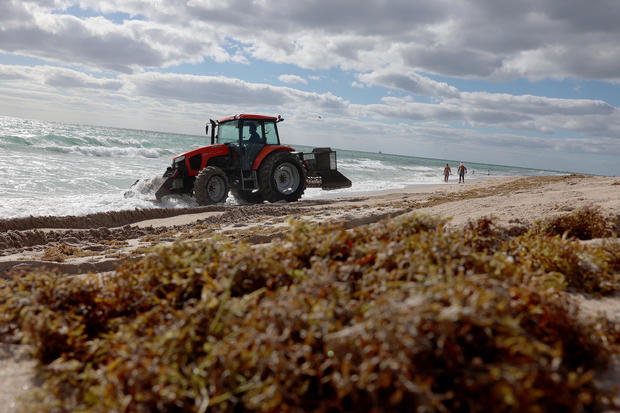 Large Algae Bloom In Atlantic Ocean Makes Way To Florida Beaches 
