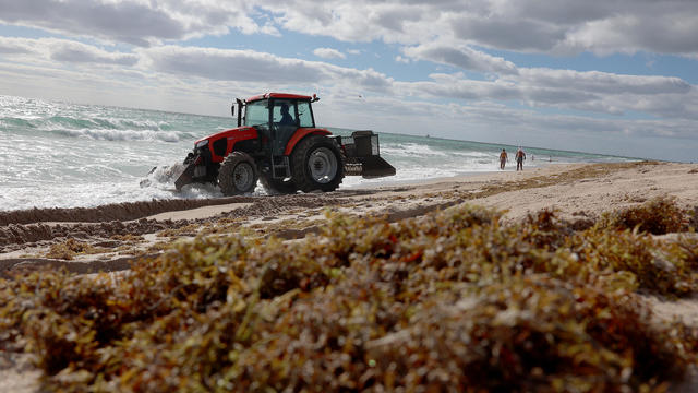 Large Algae Bloom In Atlantic Ocean Makes Way To Florida Beaches 