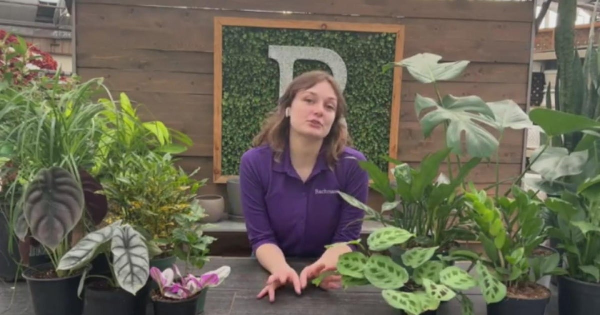 Choosing the best houseplants for you CBS Minnesota