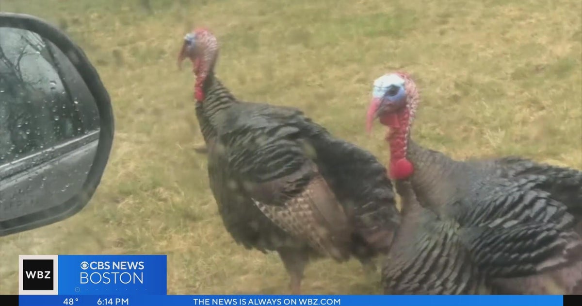 Aggressive turkeys 'intimidating' Dedham residents CBS Boston