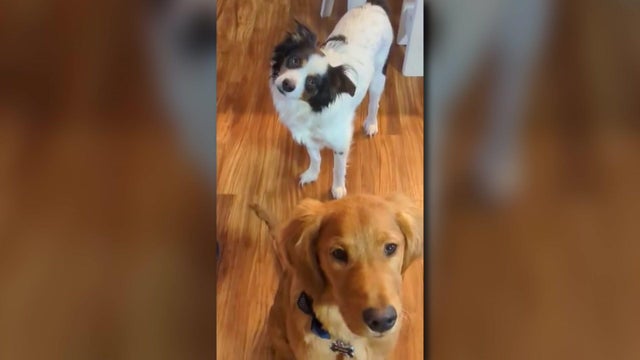 6p-pkg-dogs-shot-wcco34y4.jpg 