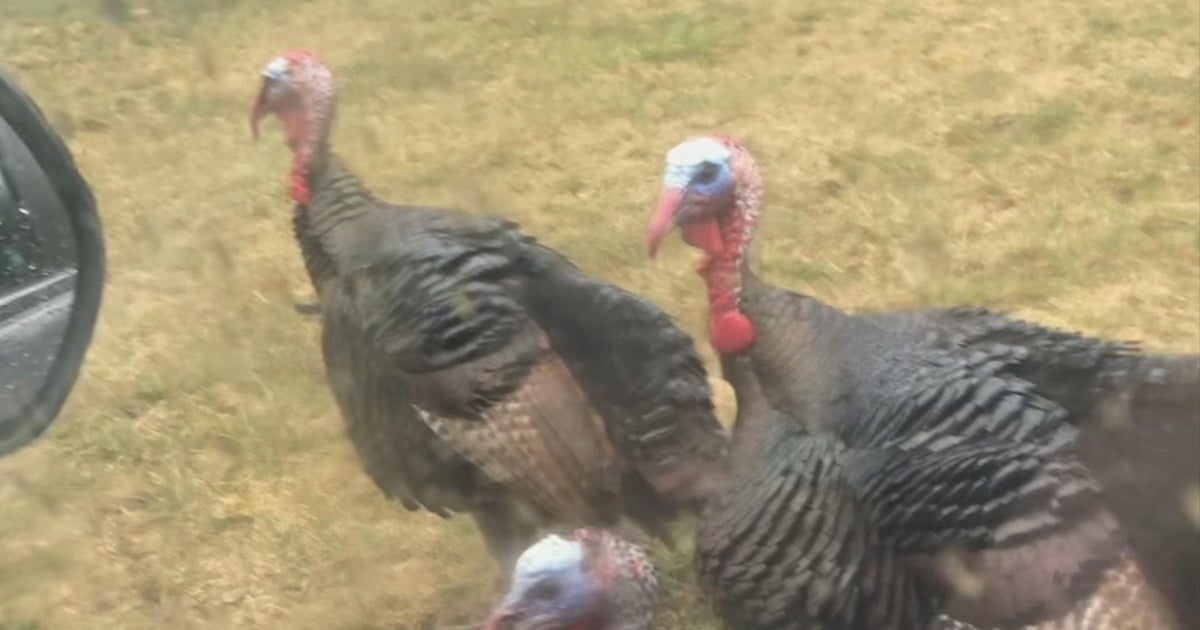Aggressive turkeys 'intimidating' Dedham residents, police warn CBS