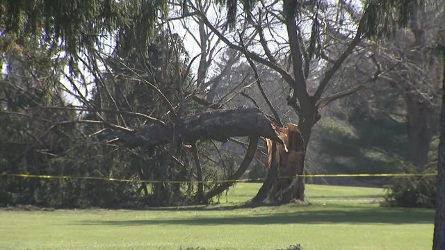 A large portion of a tree has been snapped and is laying sideways on a golf course behind caution tape. 