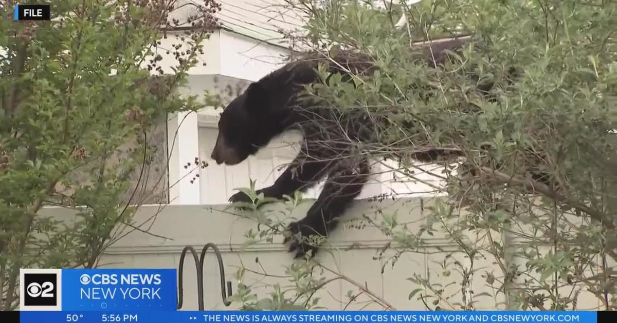 Warning: Black Bears Coming Out Of Hibernation In New Jersey - CBS