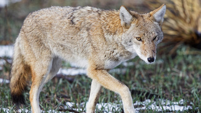 Scarred Coyote Looks At Camera 