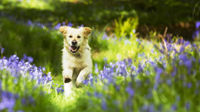 why-you-should-get-pet-insurance-for-your-dog-this-spring.jpg 