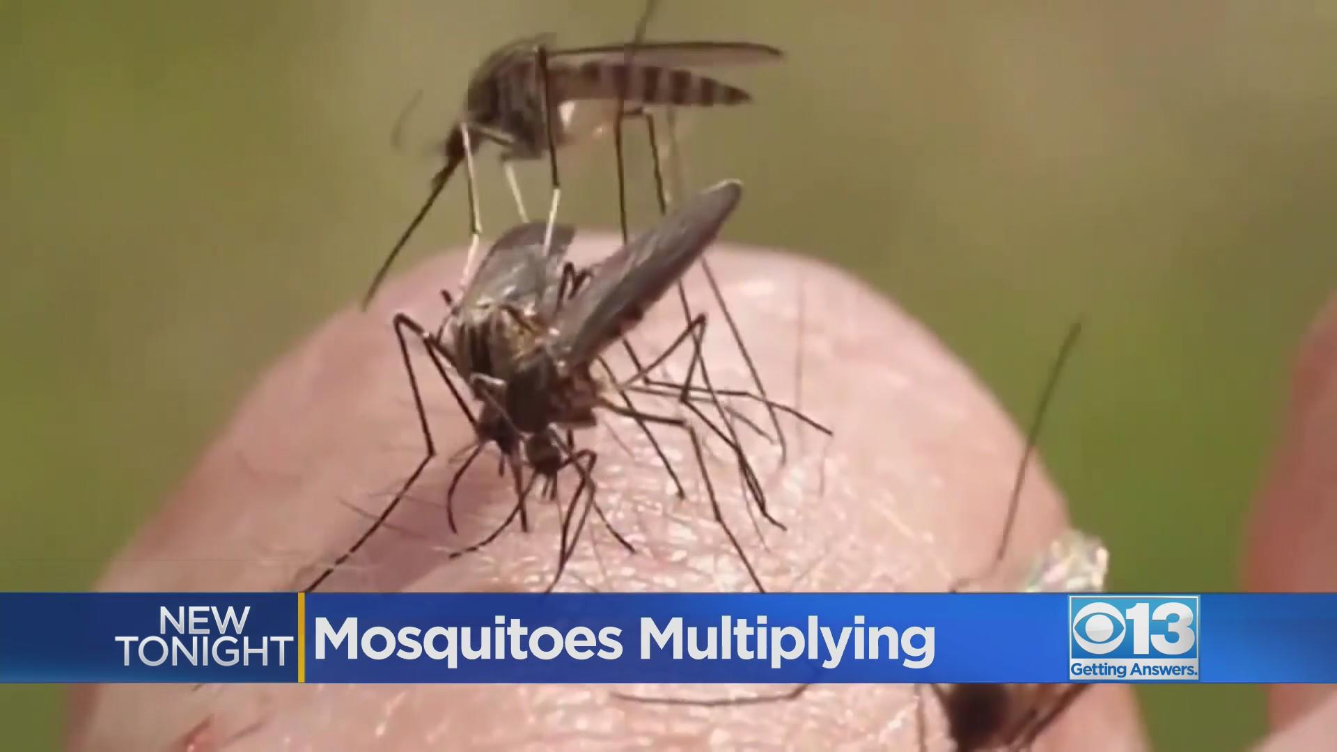 High number of mosquitoes expexted this year