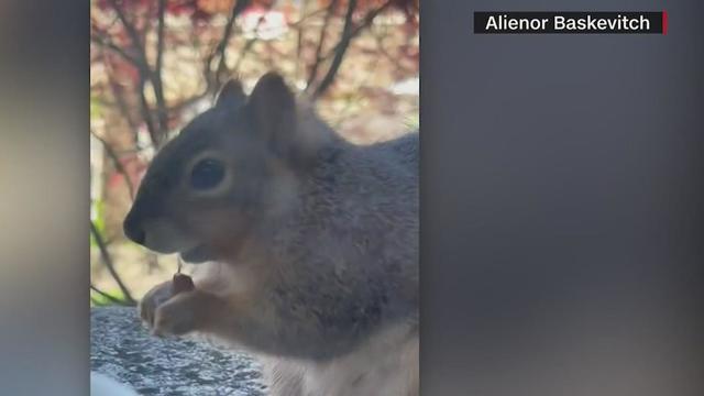 Researchers at UC Berkeley teach a squirrel to ring a bell for food 