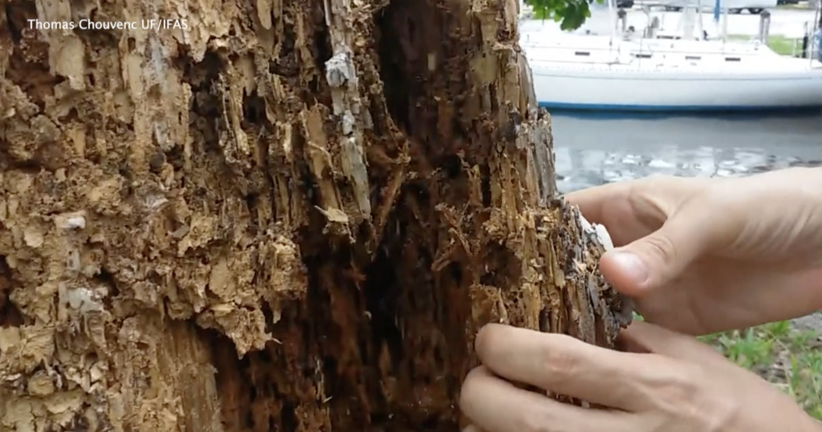 Its Termite Swarming Season In South Florida What You Need To Know To Protect Your Home Cbs