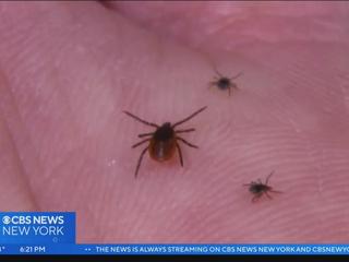 Oswego County TodayEEE Found in Bird-Biting Mosquitoes in Central Square;  West Nile Virus Found near New Haven