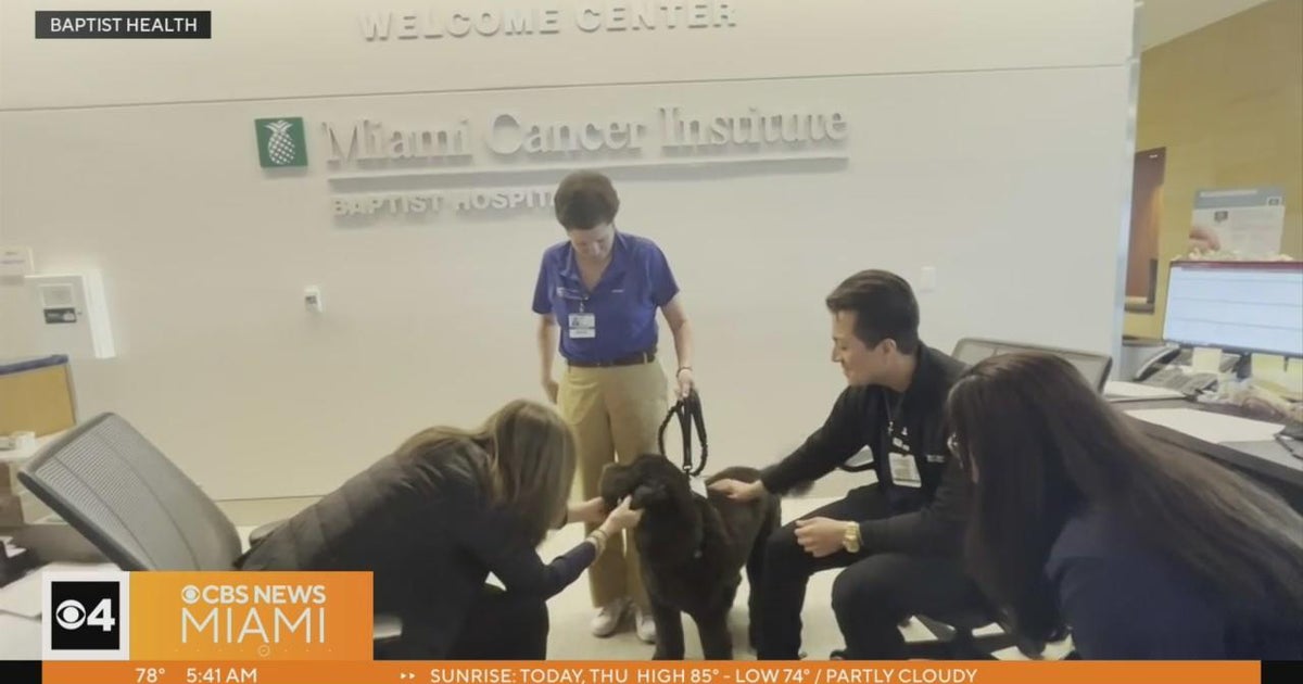 Miami Proud: Miami Cancer Institute pet therapy team brings smiles ...