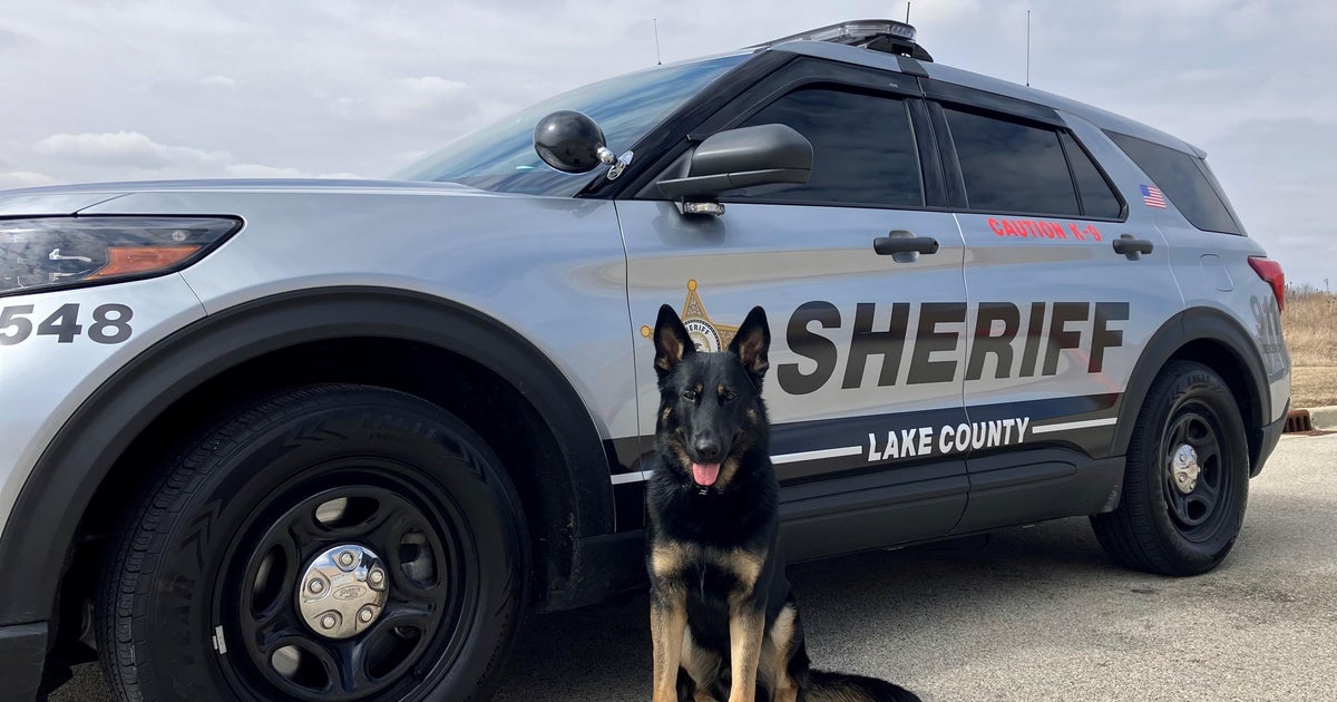 Lake Co. K9 Zeus to get body armor protection - CBS Chicago
