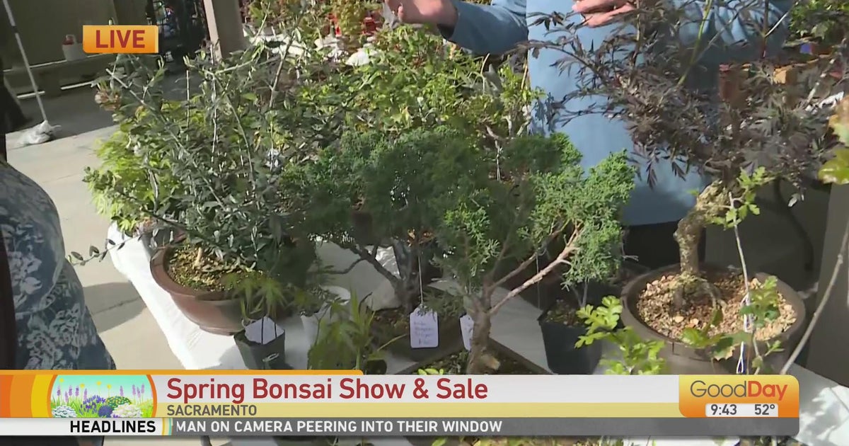 63rd Annual Spring Bonsai Show Good Day Sacramento