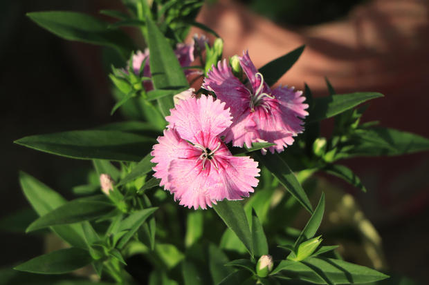 Cheddar Pink - Dianthus gratianopolitanus Rare Somerset fllower 