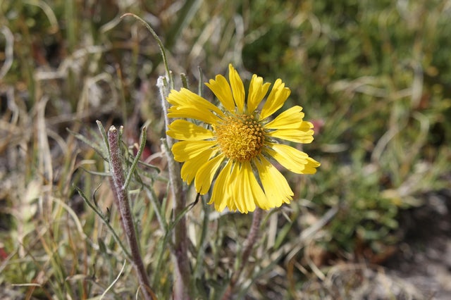Stemless Four-Nerve Daisy 