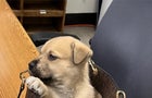 dog.jpg 