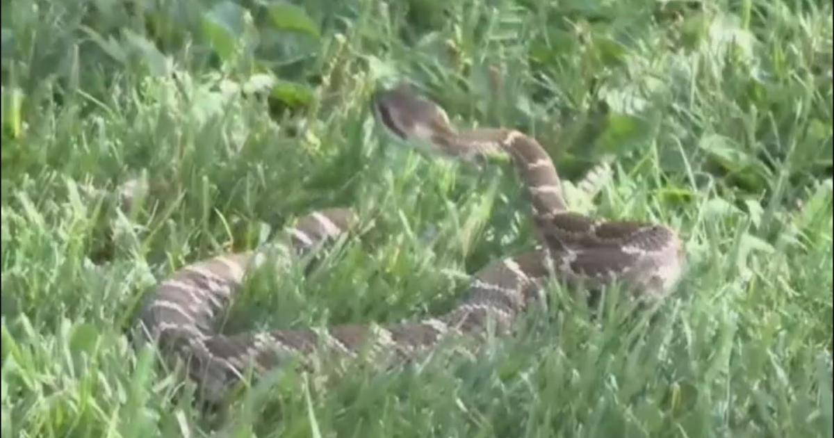 Hikers warn others about rattlesnakes in saturated hillsides following ...