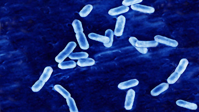 Listeria Monocytogenes 